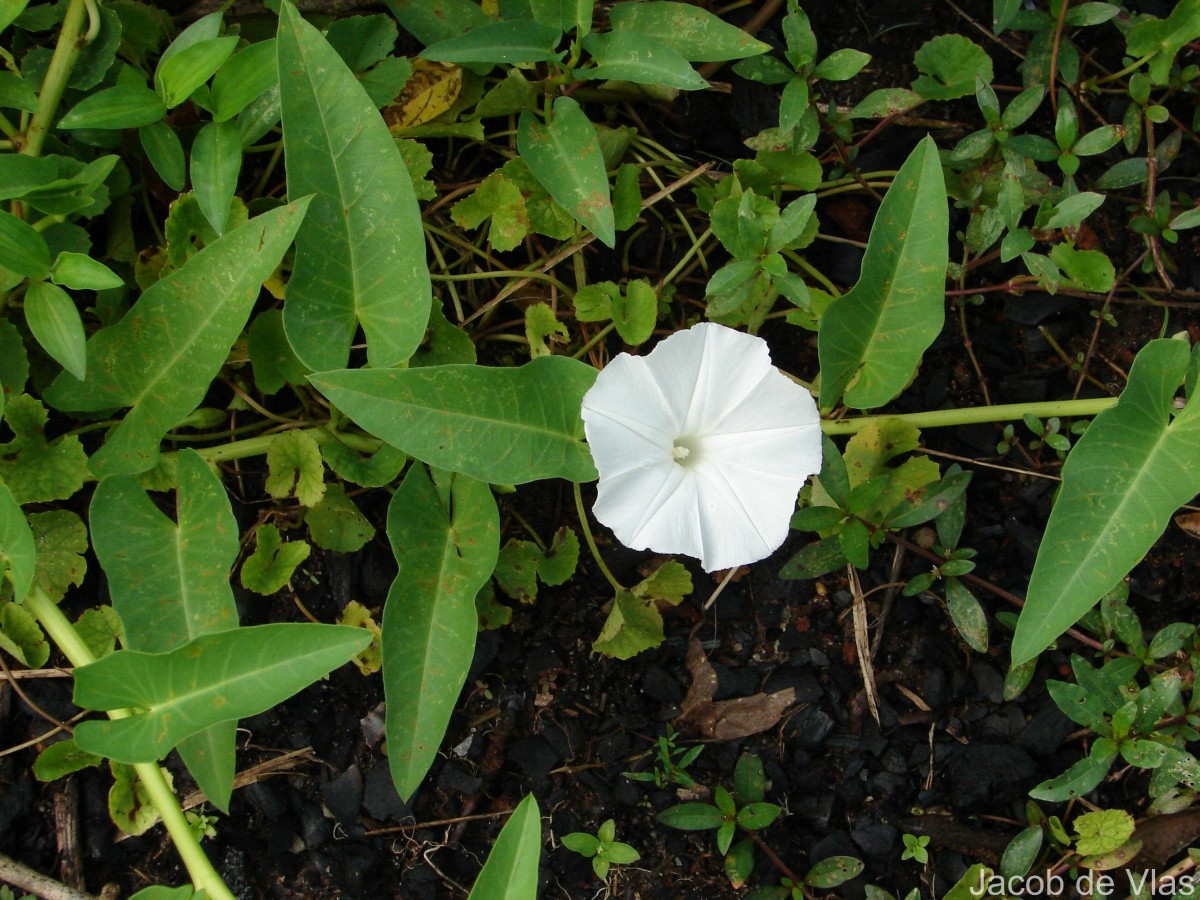 Ipomoea aquatica Forssk.
